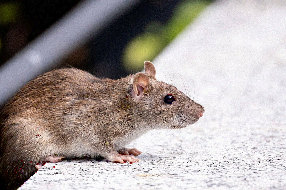 A brown rat in profile on a concrete ledge